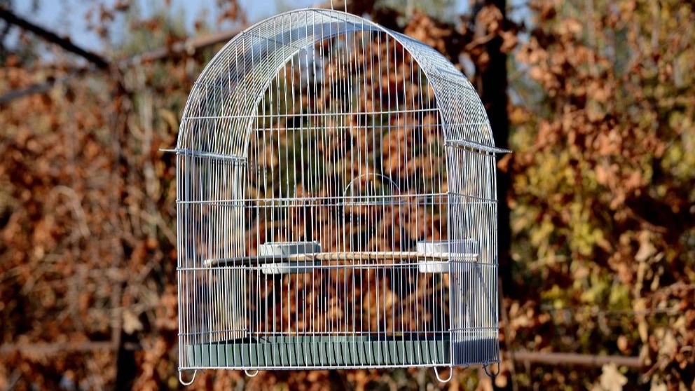 Choosing a bird cage Choosing a bird cage