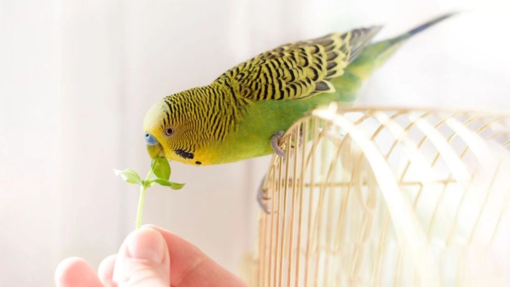 Items and supplies needed by birds as pets Items and supplies needed by birds as pets